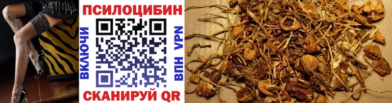 Галлюциногенные грибы Psilocybe  Купить закладки  Гатчина 